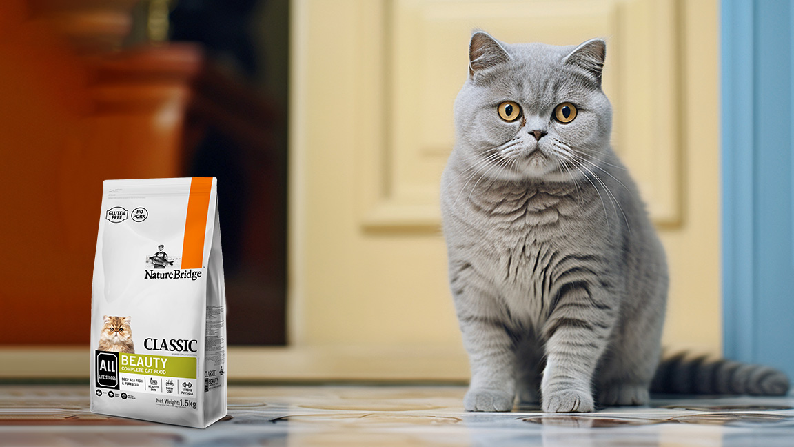 Tips | Cara Merawat Kucing Rumahan Agar Tetap Sehat dan Aktif